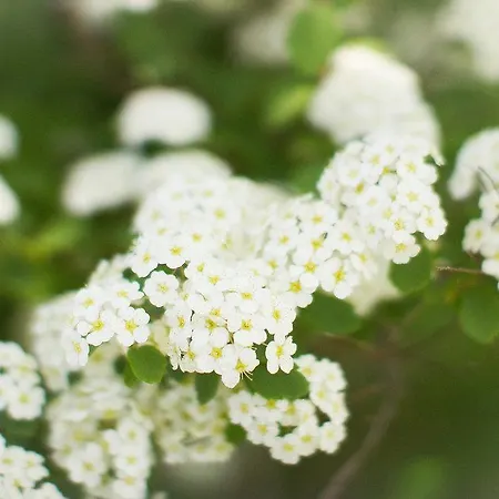 Historic White Blossom House-3